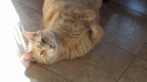 Meet Jim and Julie's cuddly cat Buddy. 