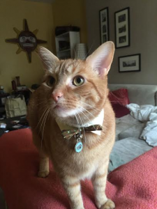 Meet Joyce's pride and joy - Mr. Whiskers.