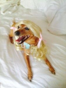 Meet Tracy's dog Bella, who likes to play dress up. 