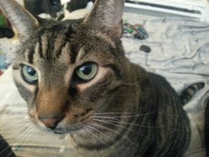 Meet Katelyn's cat Cody, who doesn't quite understand personal space. 