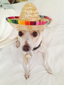 Tracy's pup Hero is ready for a margarita. 