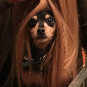 Meet Gina's dog Shadow who is channeling his inner Rapunzel. 