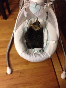 Meet Elisa's cat Sherlock who is over here like, "What baby?" 